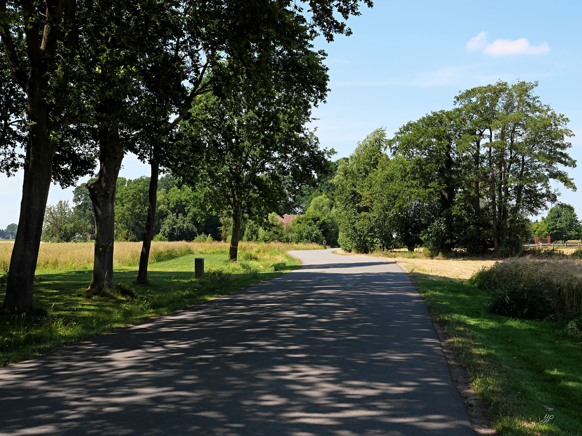Schutzbäume
