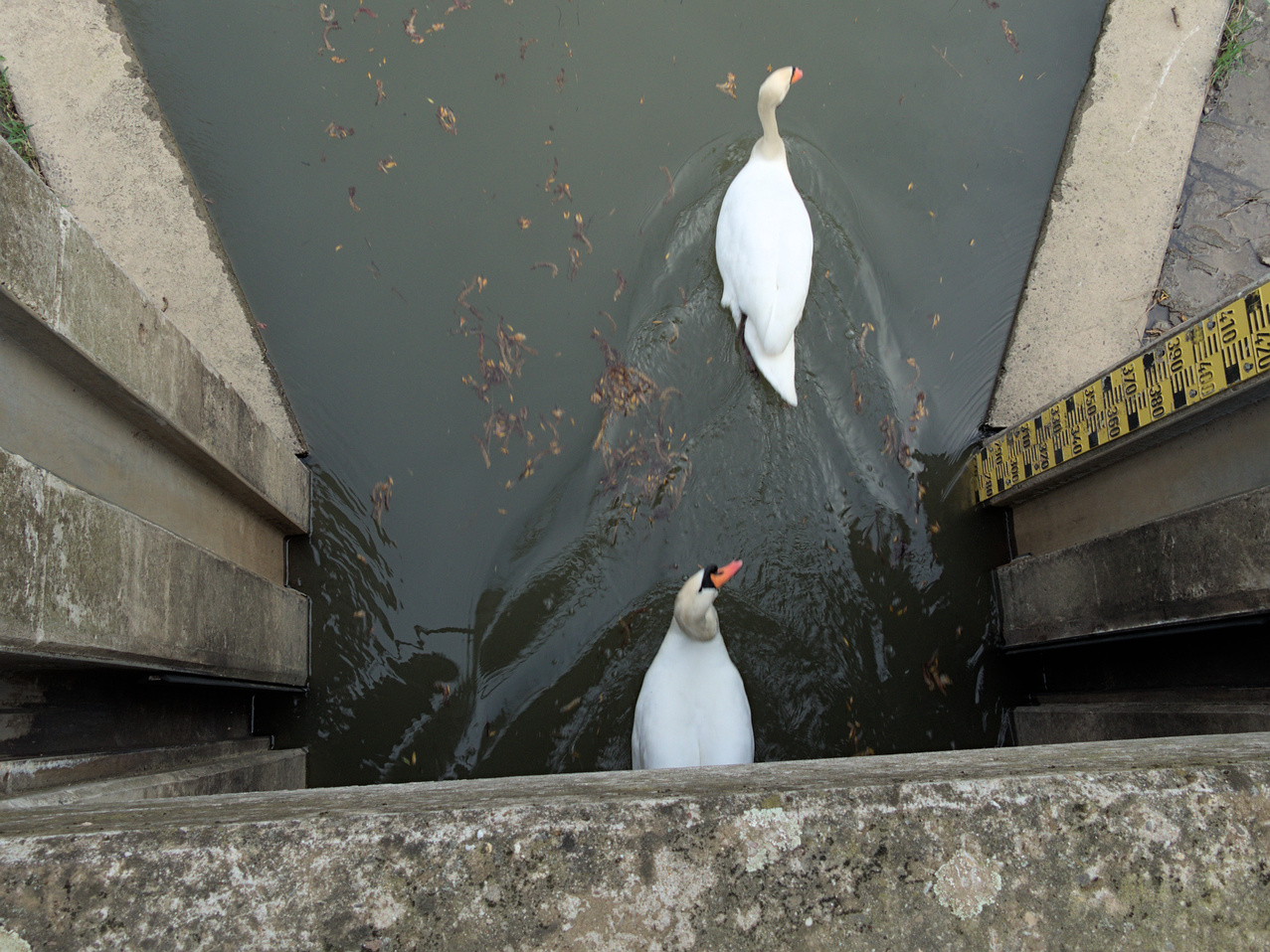 Schwäne an Brücke und Schließe am Altrhein II