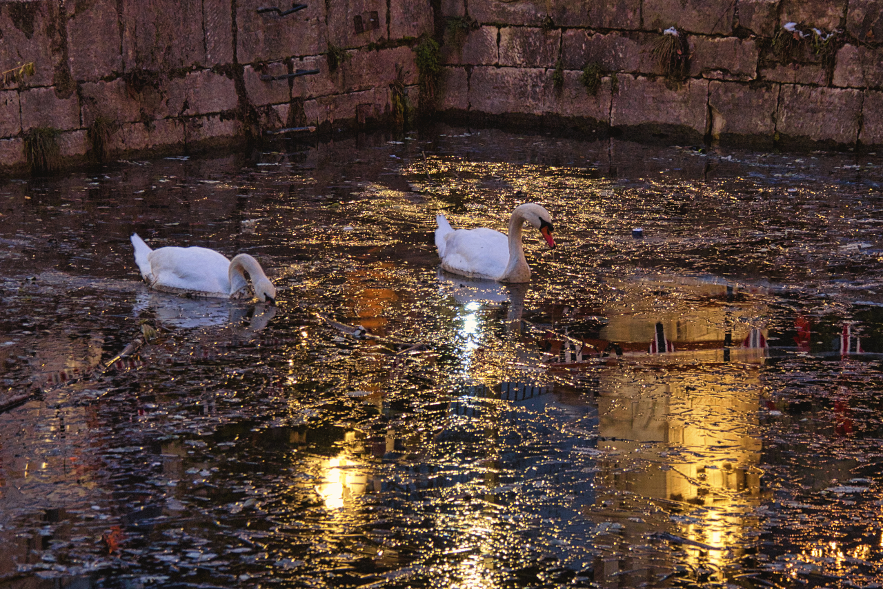 Schwäne im goldenem Licht