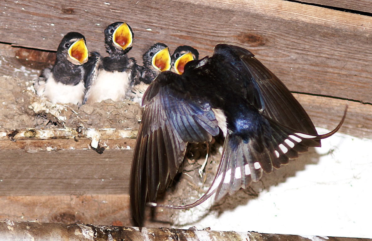 Schwalben im Stall.jpg