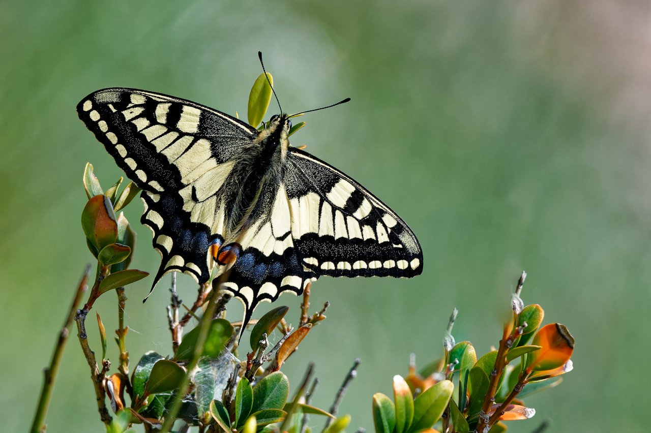 Schwalbenschwanz ORIGINAL