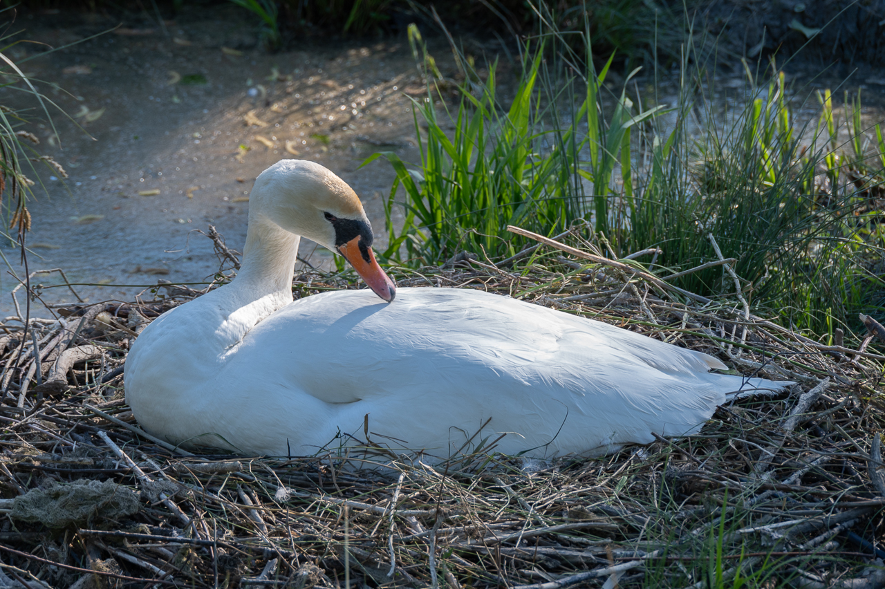 Schwan beim brüten