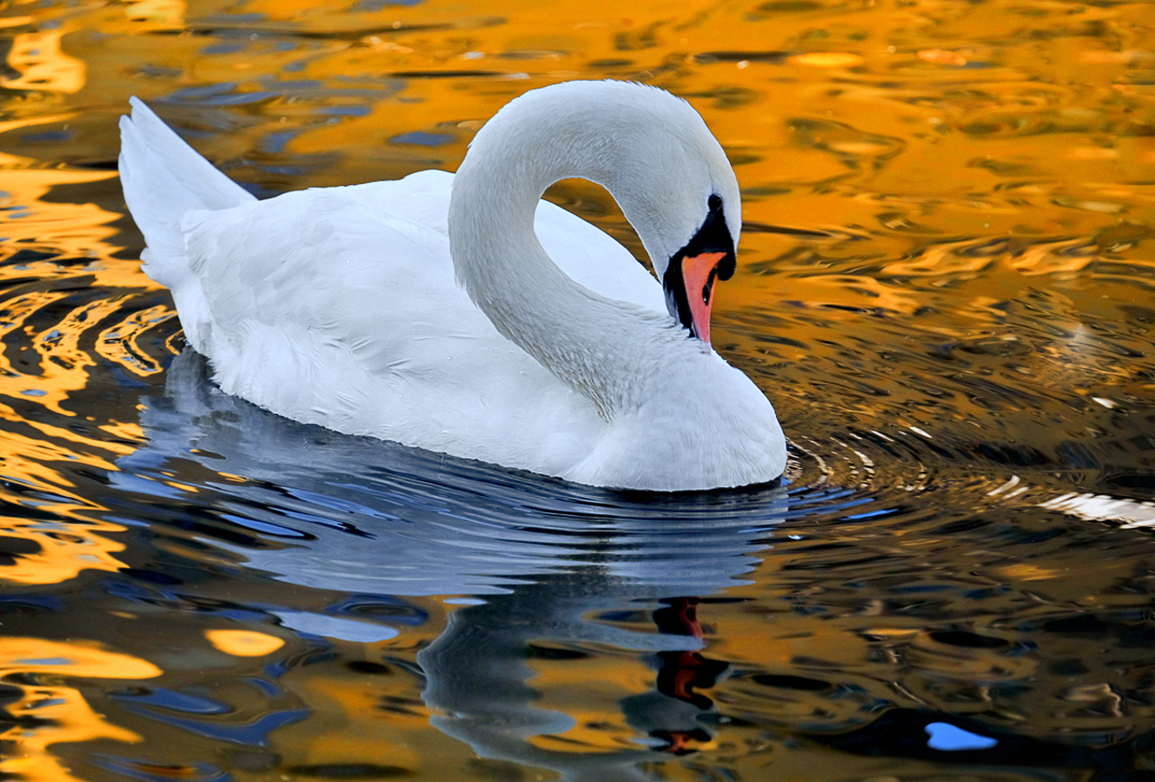 Schwan im Abendlicht.jpg