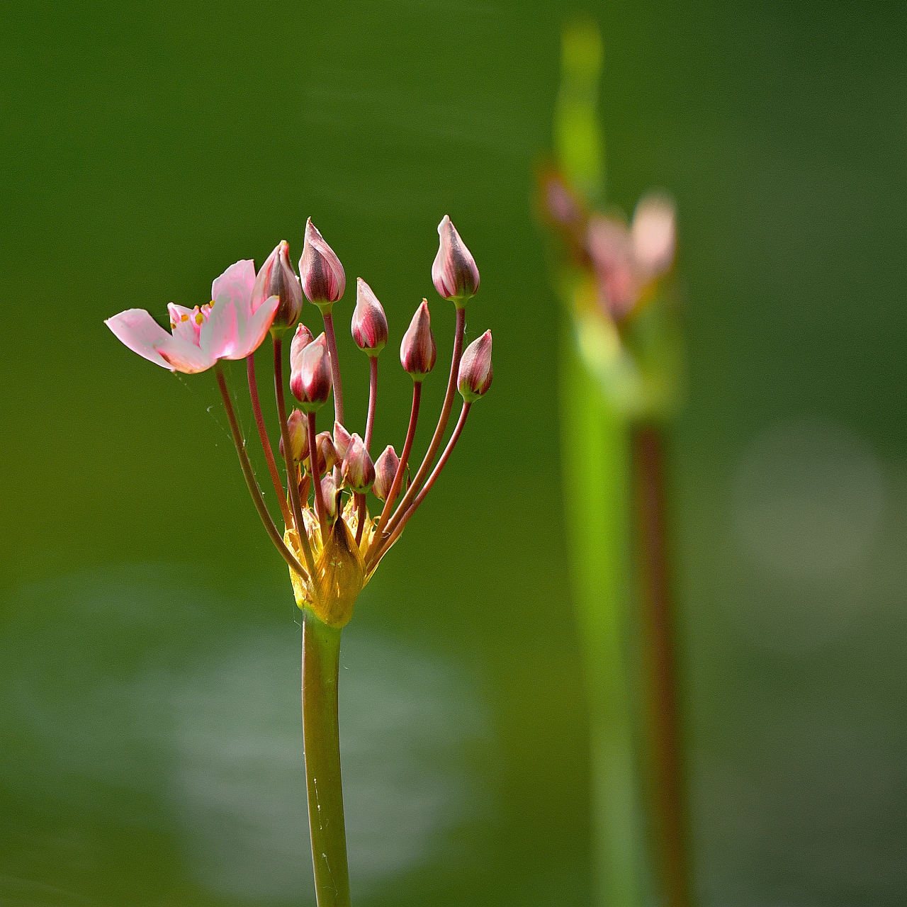 Schwanenblume