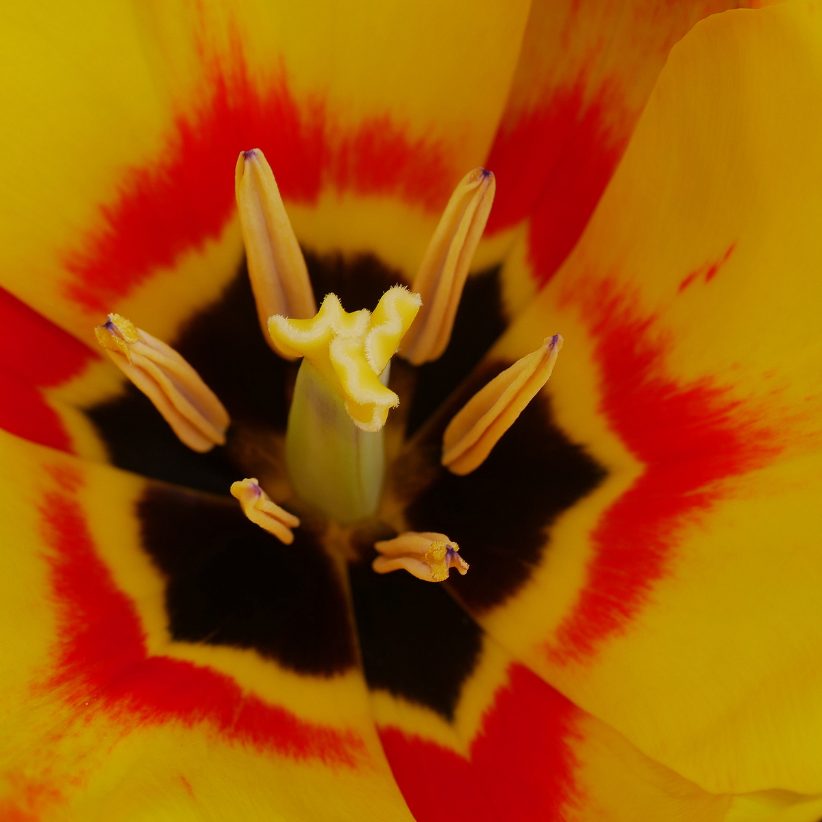 Schwarz-Rot-Gold | d-pixx.de Forum