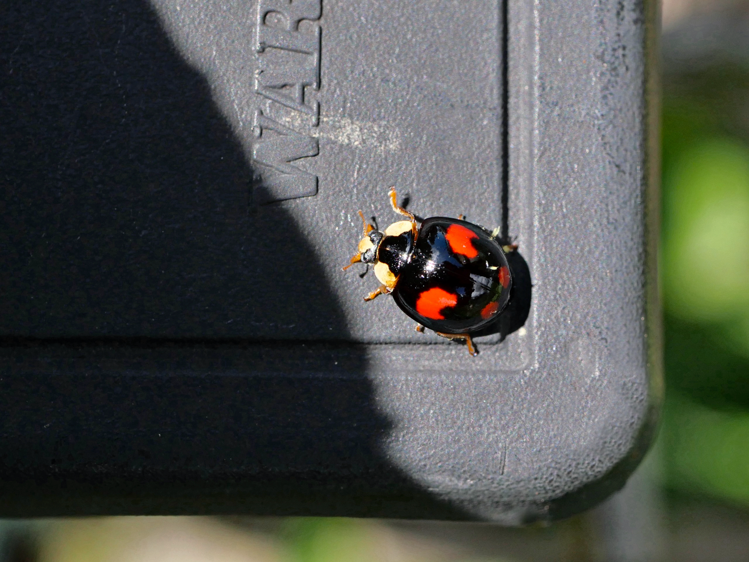 Schwarzer Marienkäfer