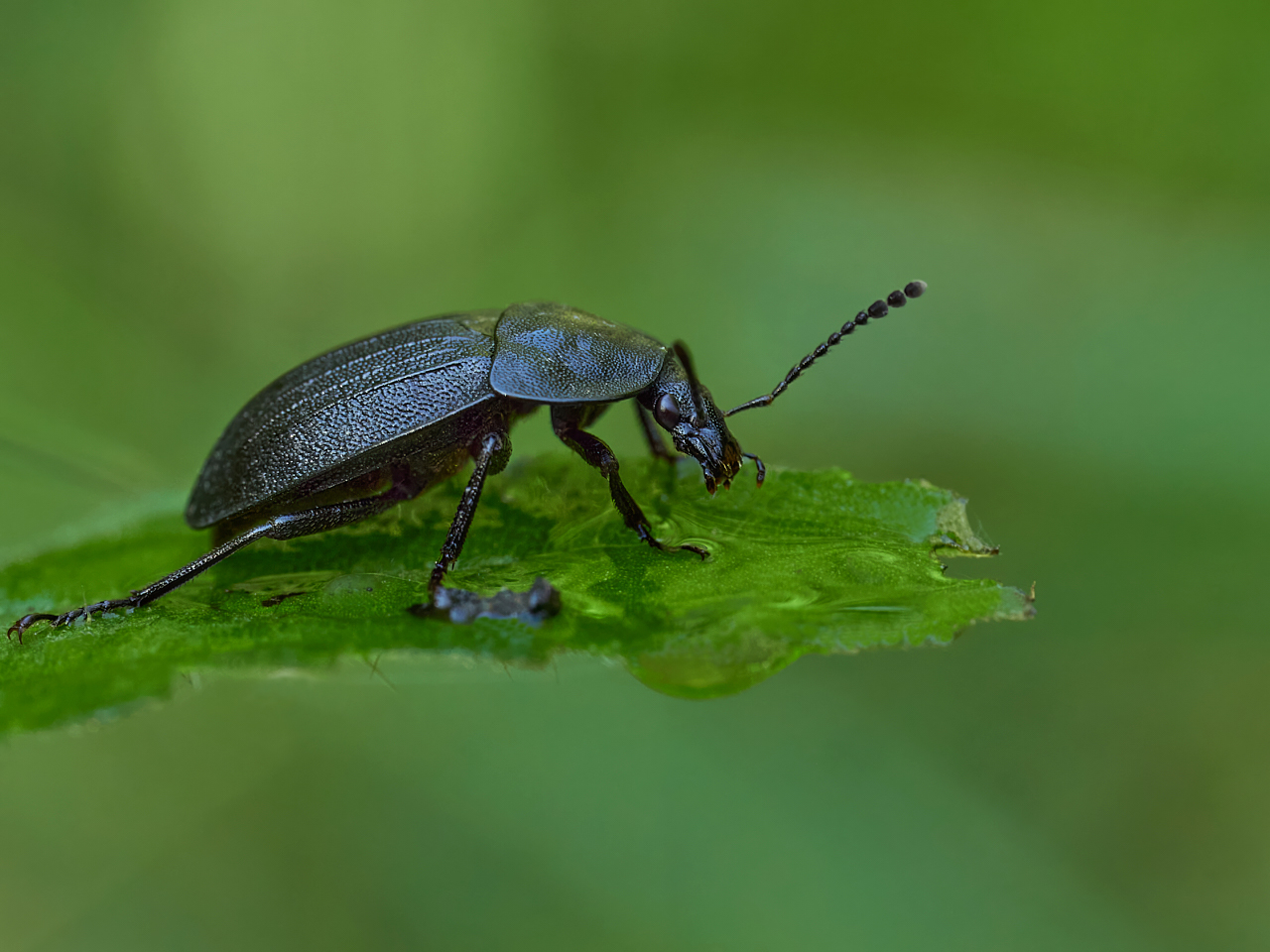 schwarzer Schneckenjäger