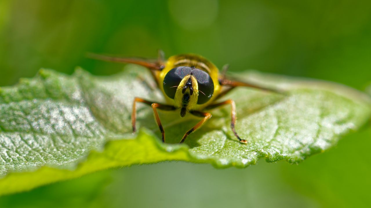 Schwebefliege