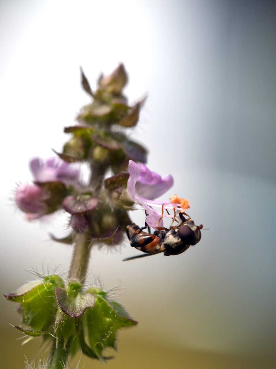 Schwebfliege an Basilikumblüte