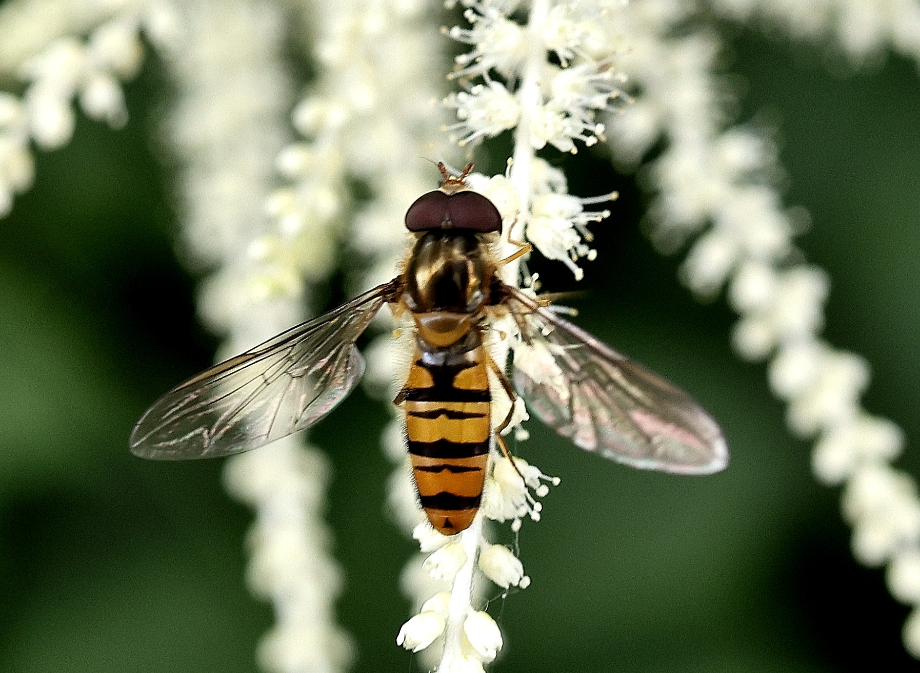 Schwebfliege