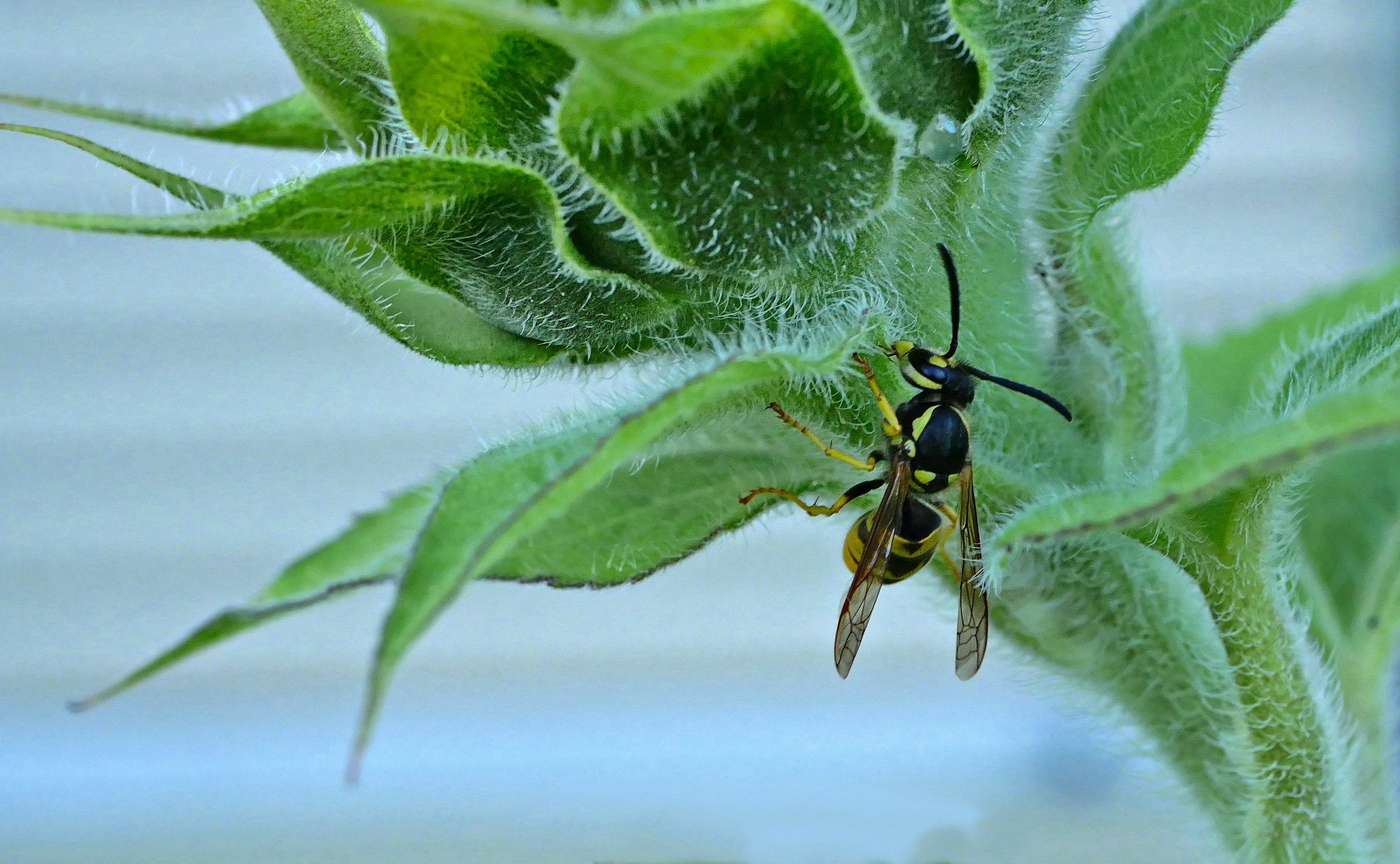 Schwebfliege