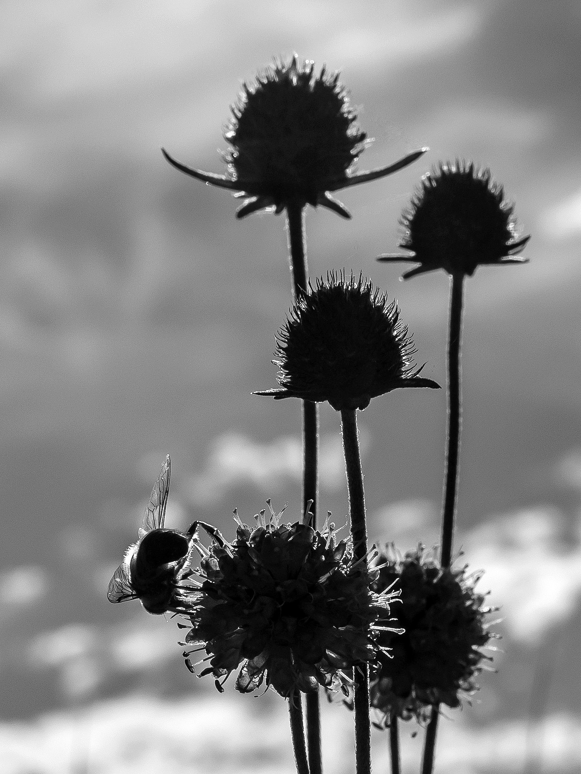 Schwebfliege