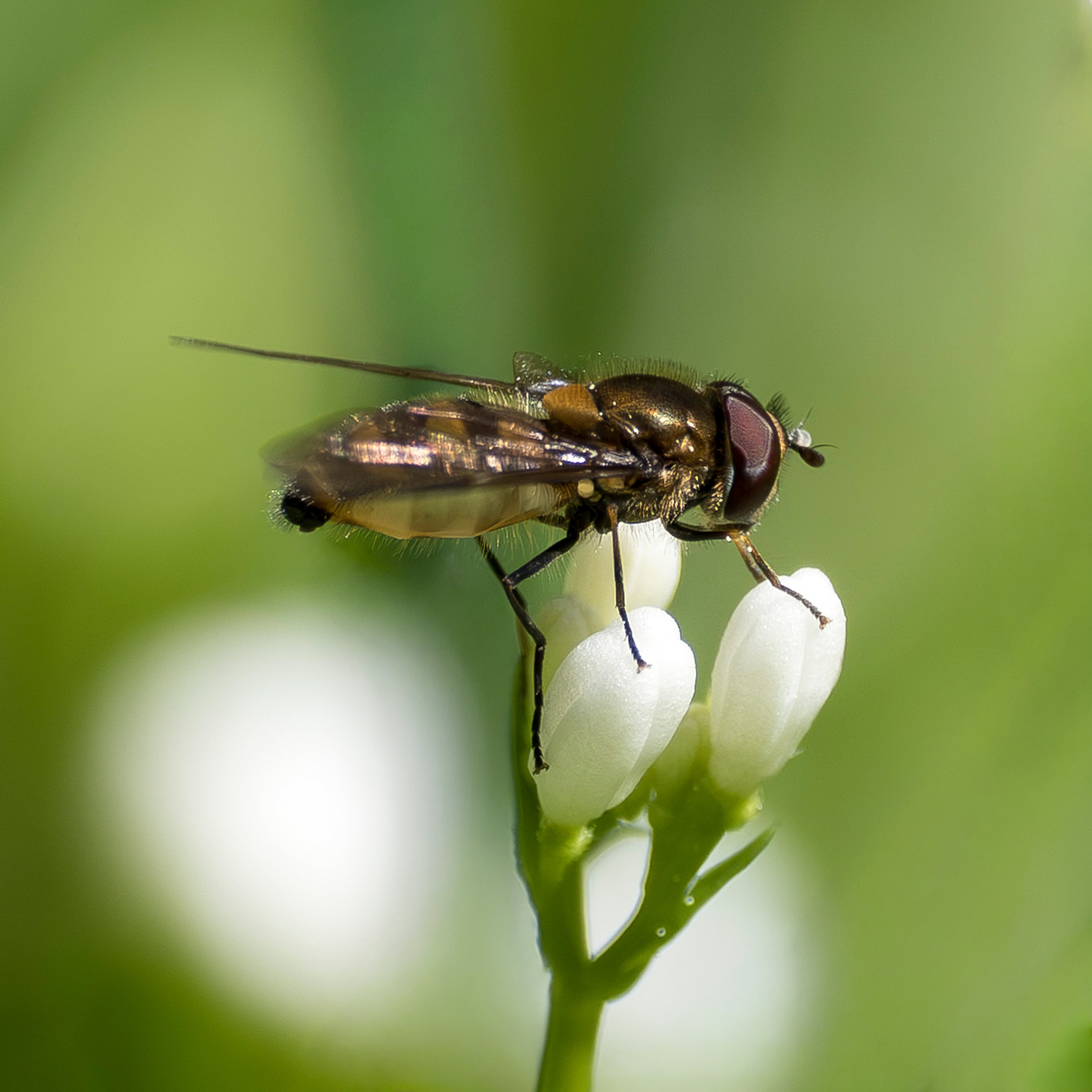 Schwebfliege