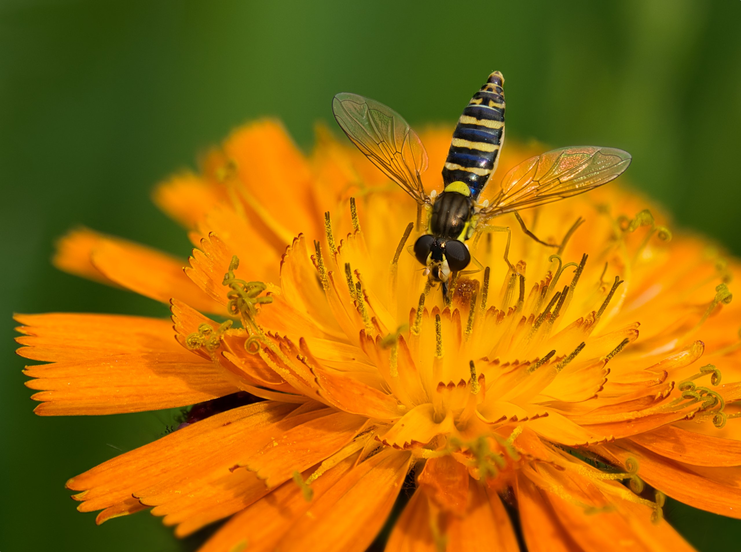 Schwebfliege