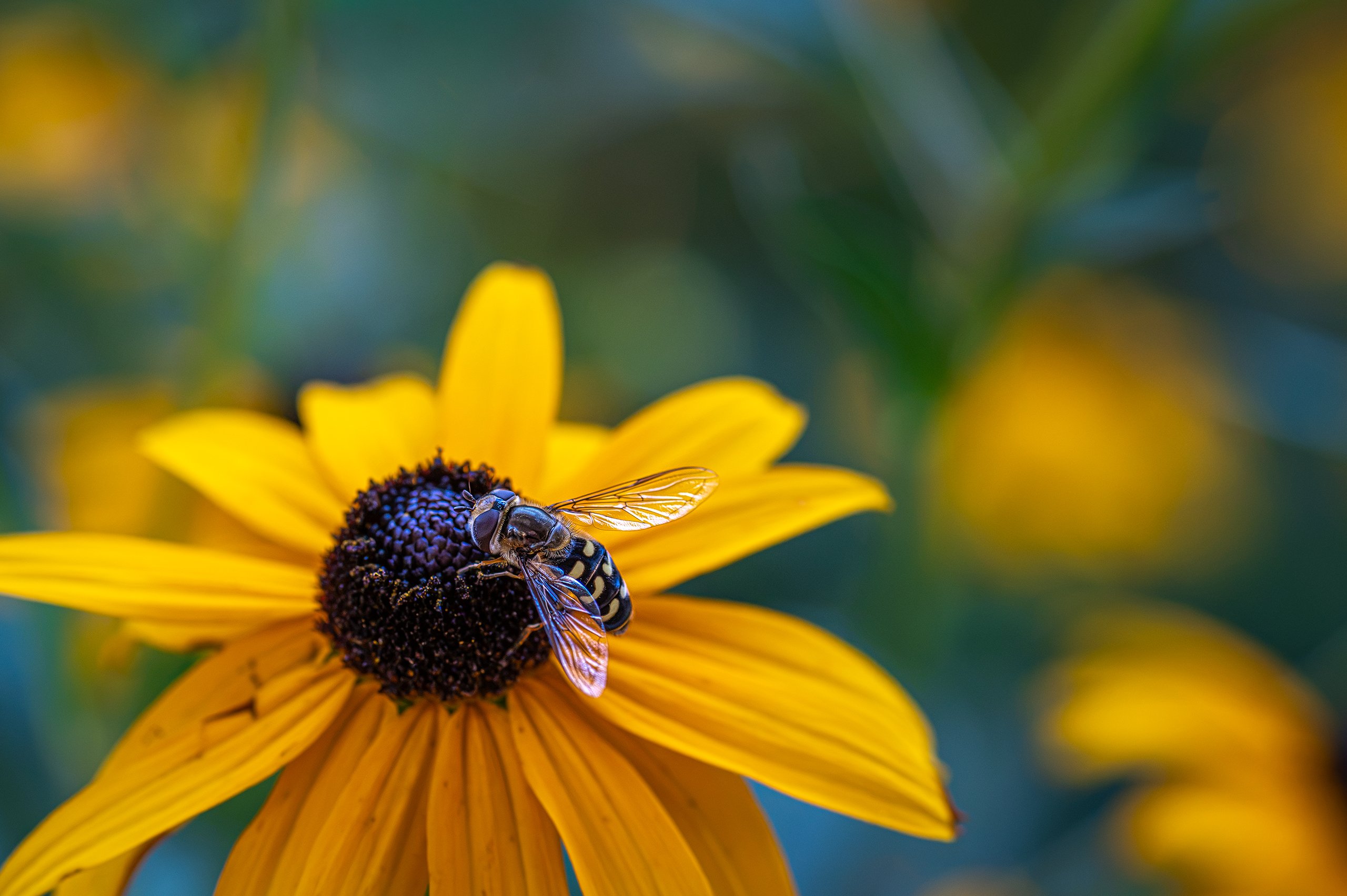 Schwebfliege