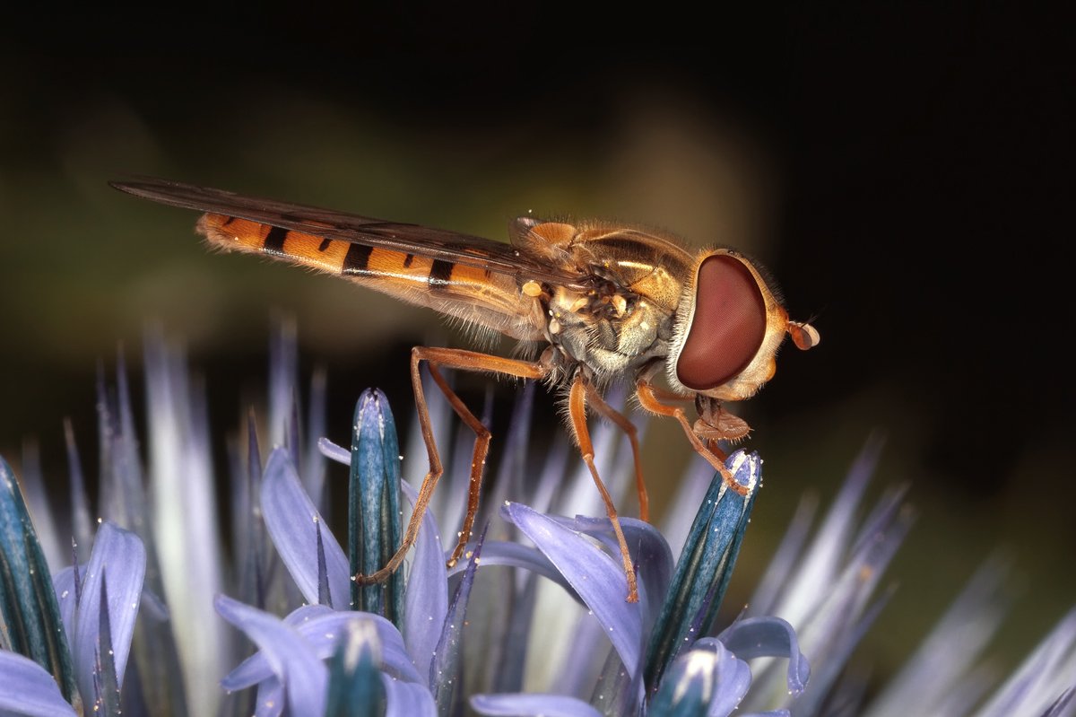 Schwebfliege