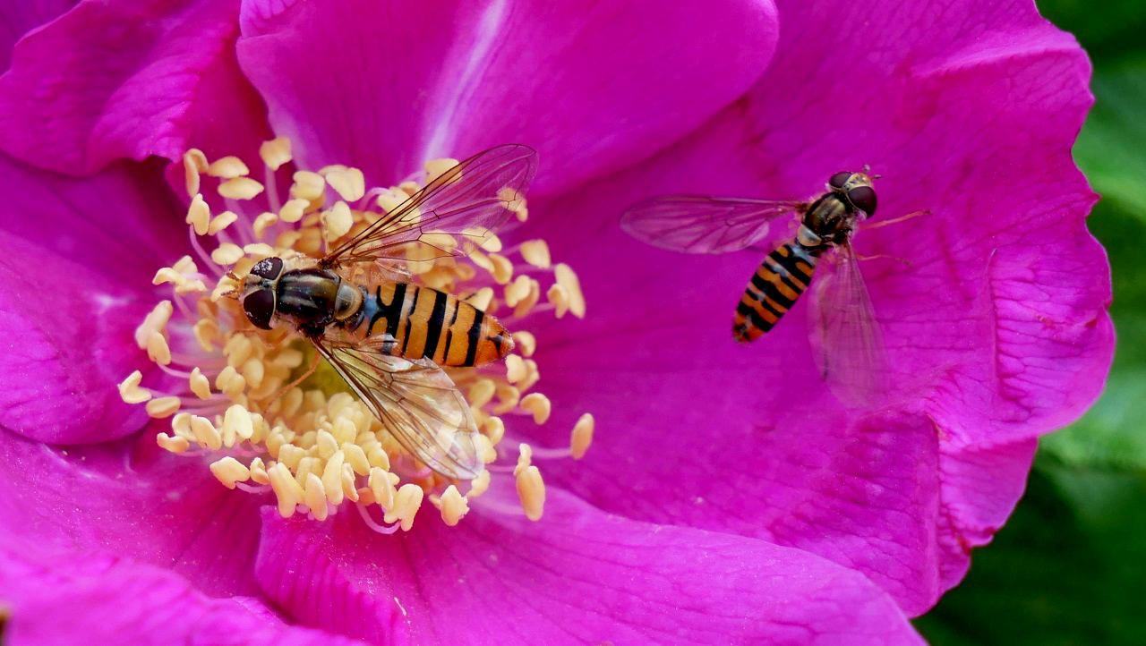 Schwebfliegen