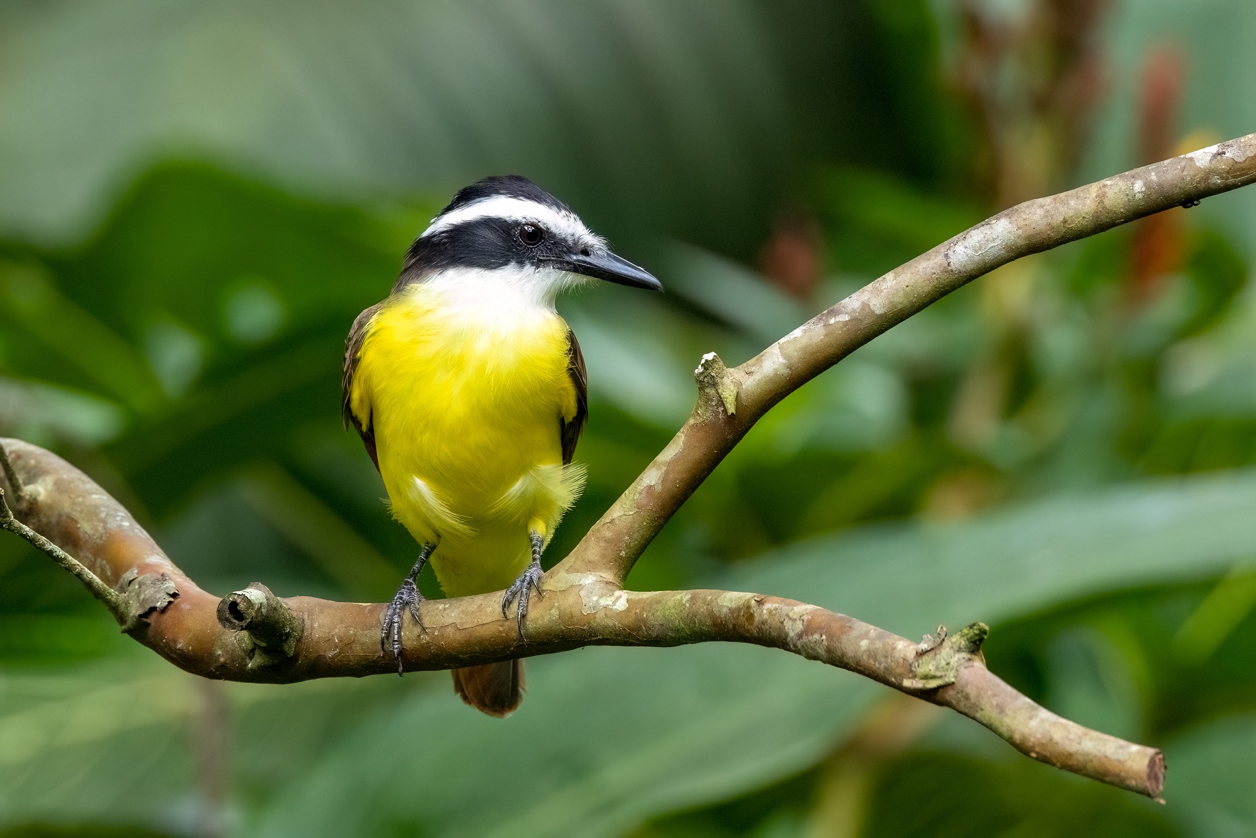 Schwefelmaskentyrann