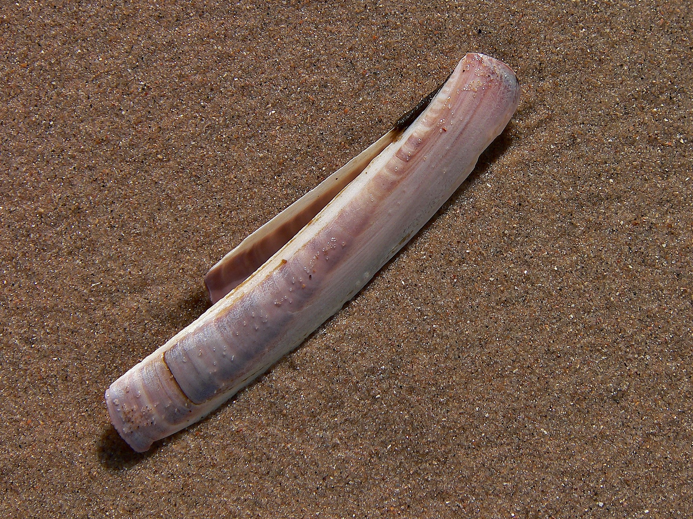 Schwertmuschel