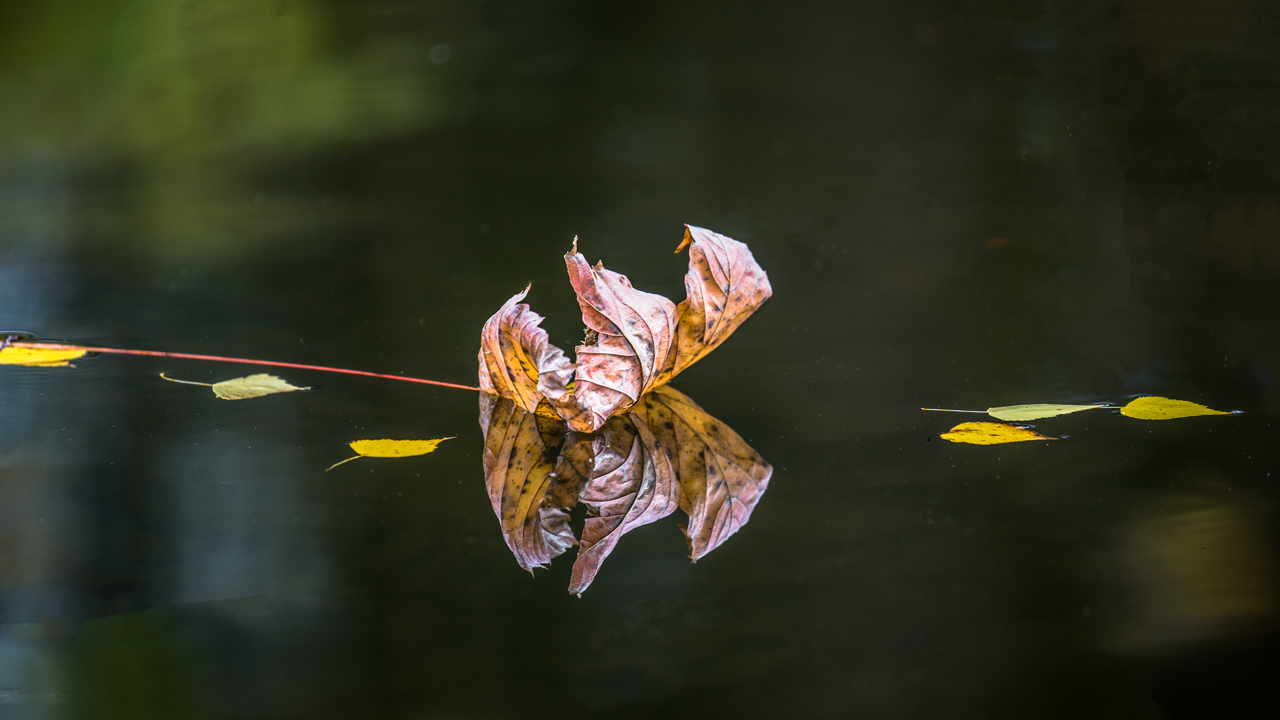 Schwimmender Herbst