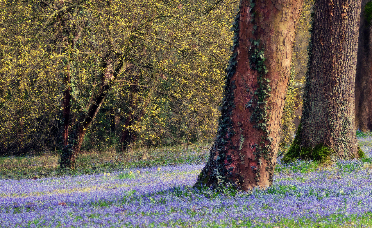 Scillablüte vor gelben Büschen.  .JPG