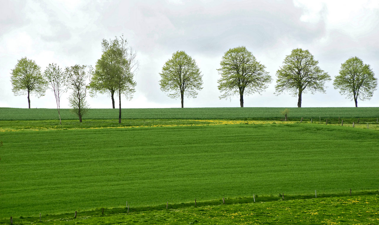 sechs Bäume (und ein paar neue)im Mai