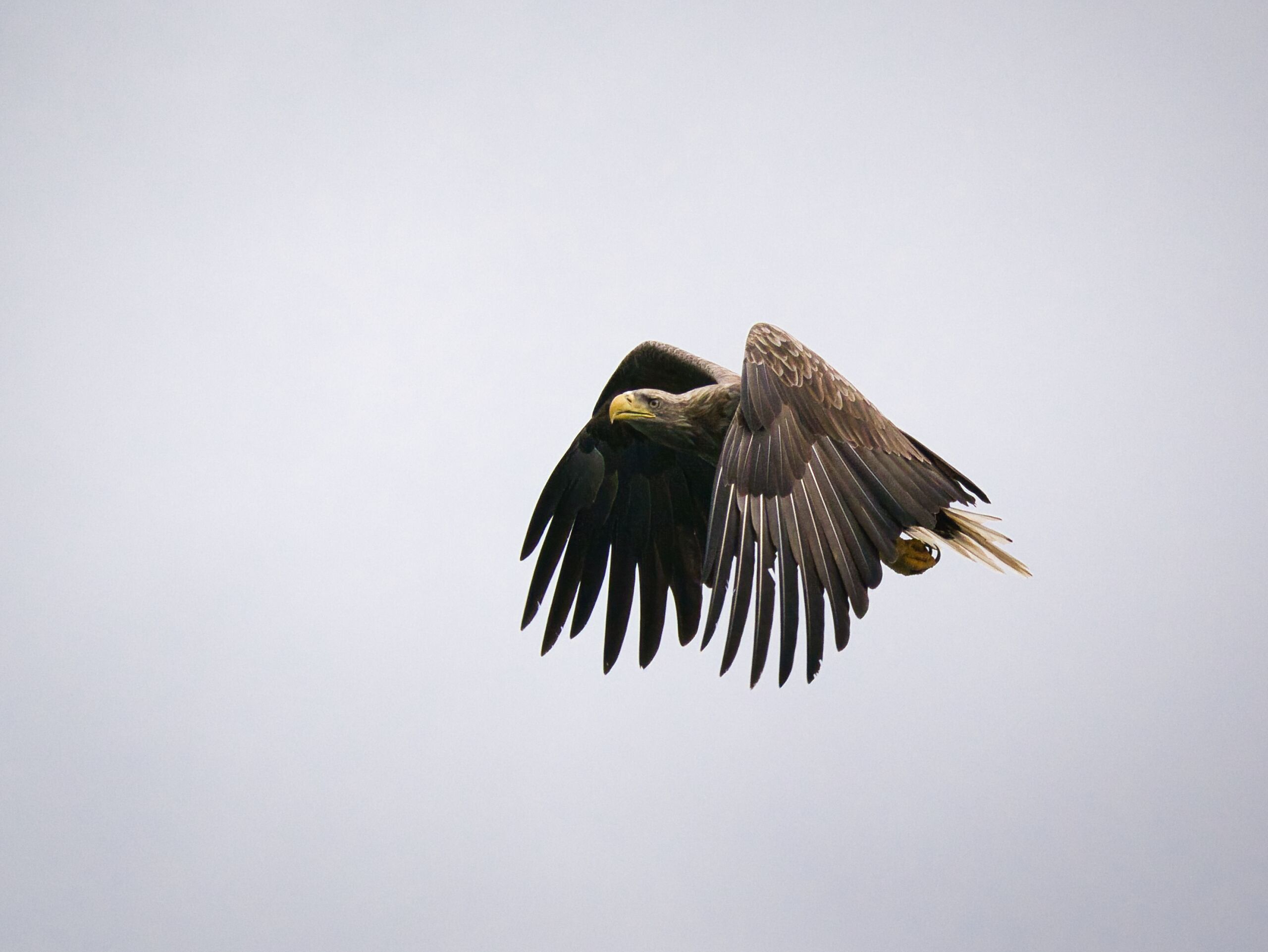 Seeadler 2