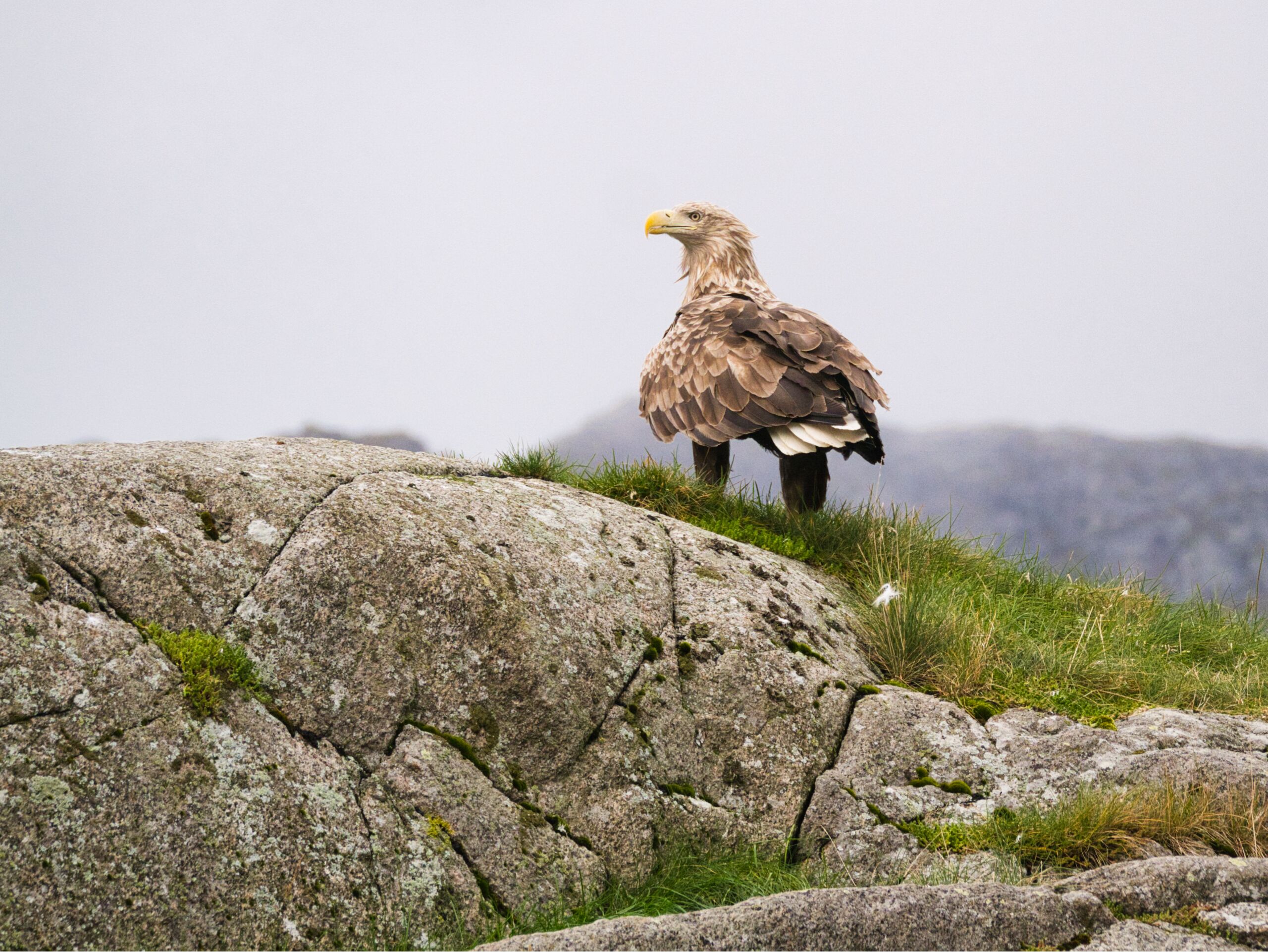 Seeadler