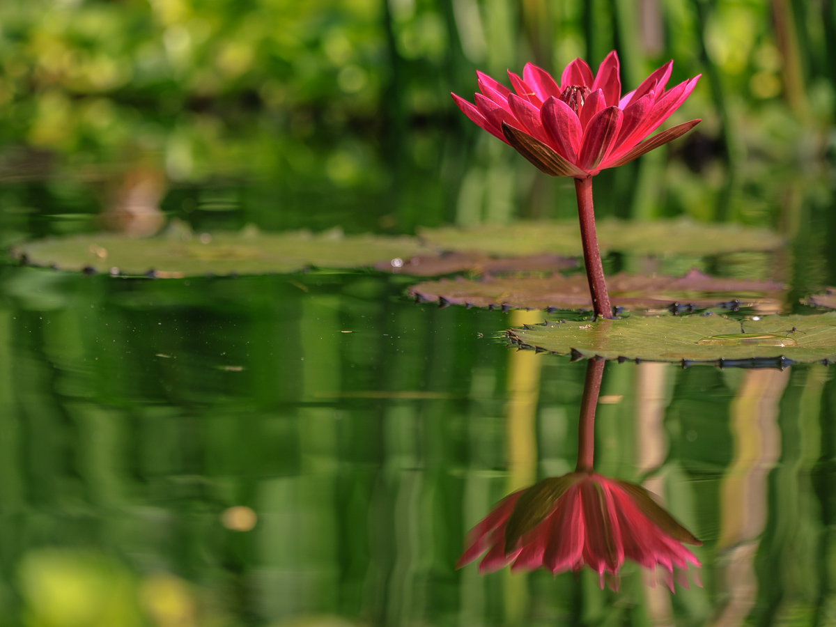 Seerose aus der Sicht des Frosches!