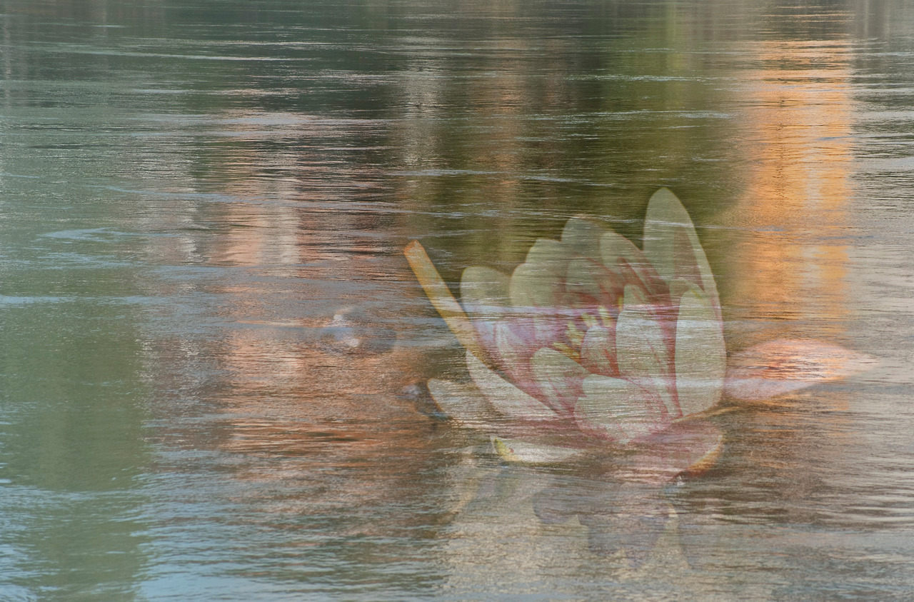 Seerose im Wasser