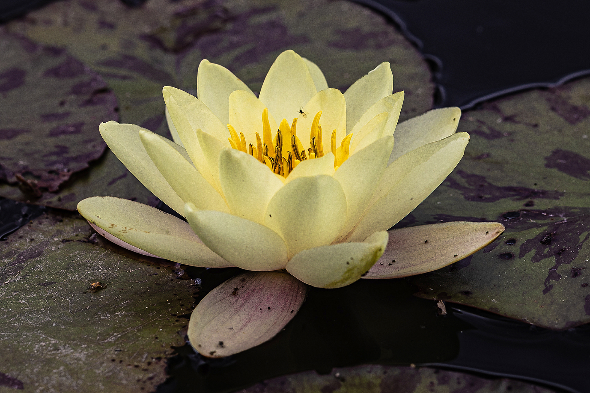 Seerose in zartem Licht