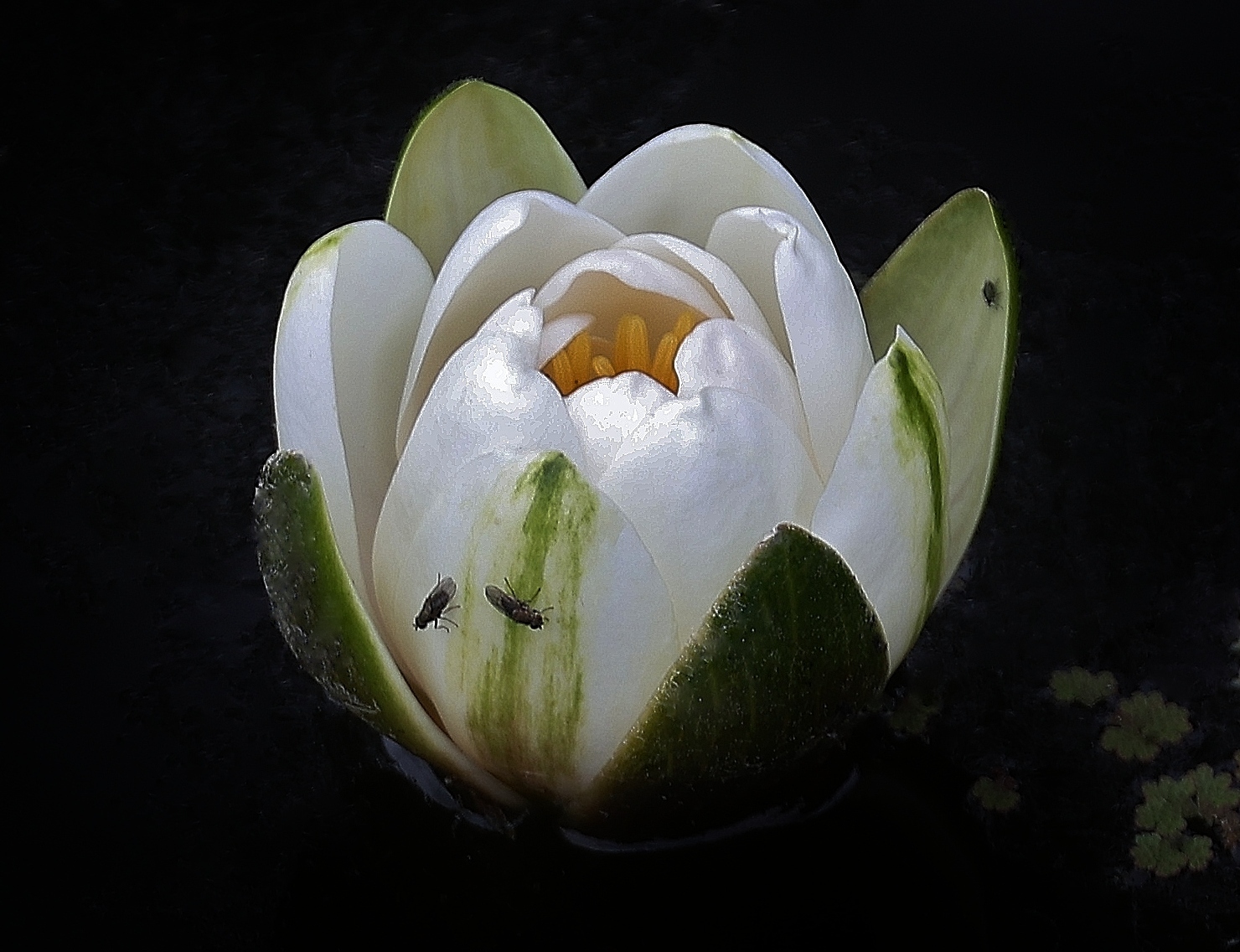 Seerose
