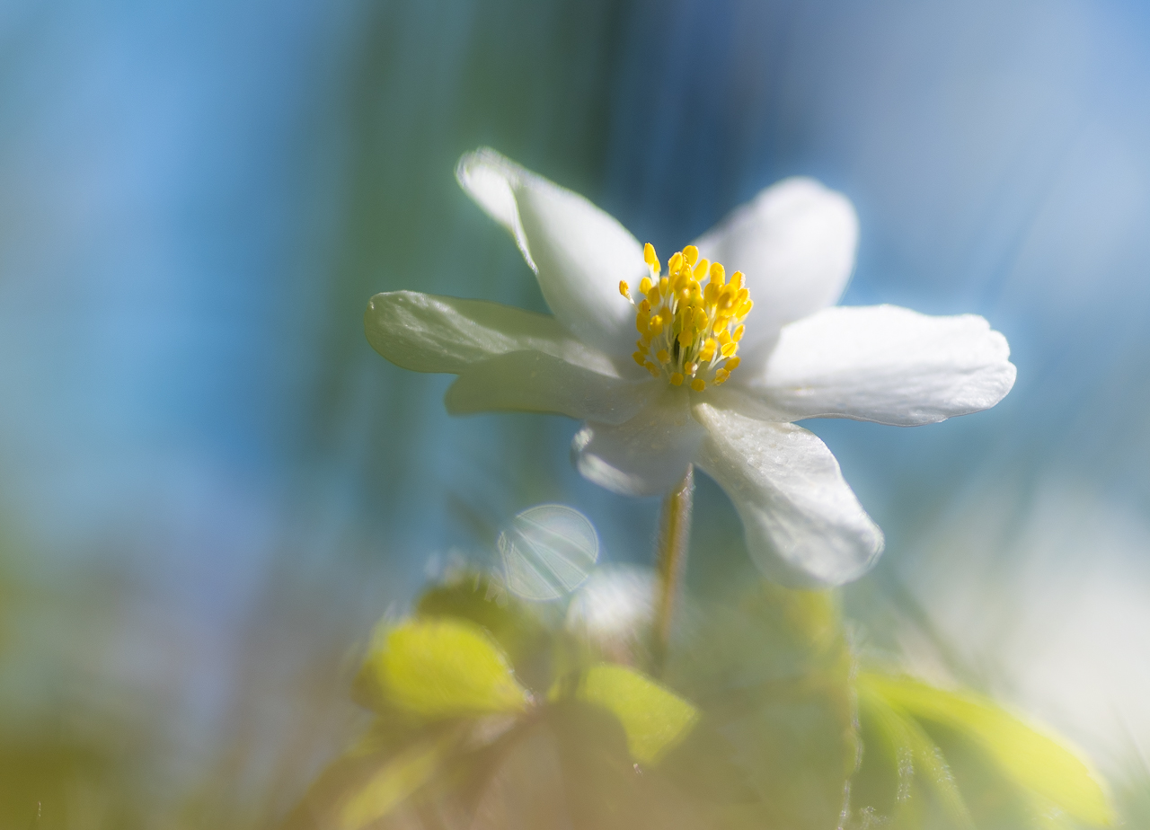 Sehnsucht Frühling