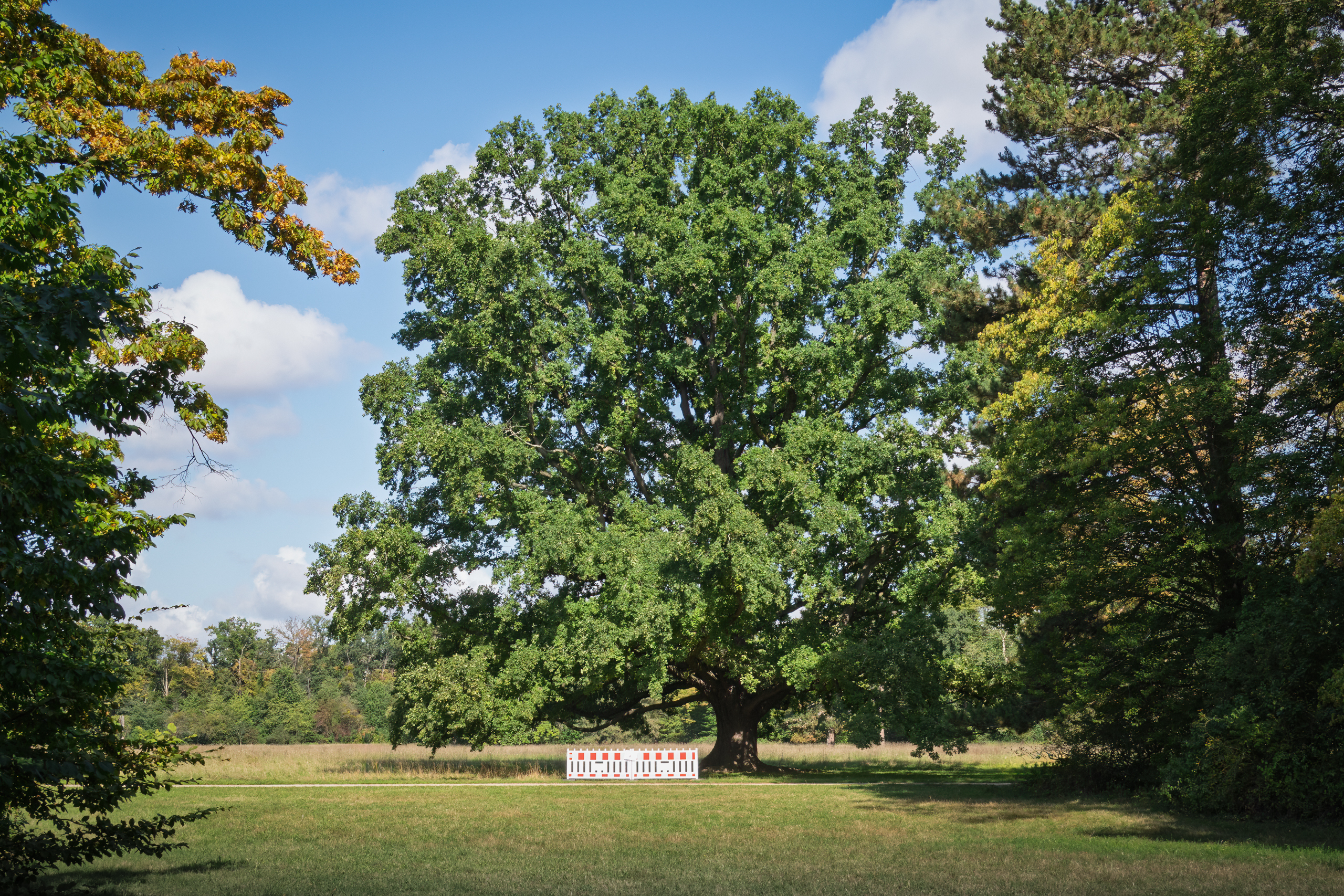 Septemberbaum