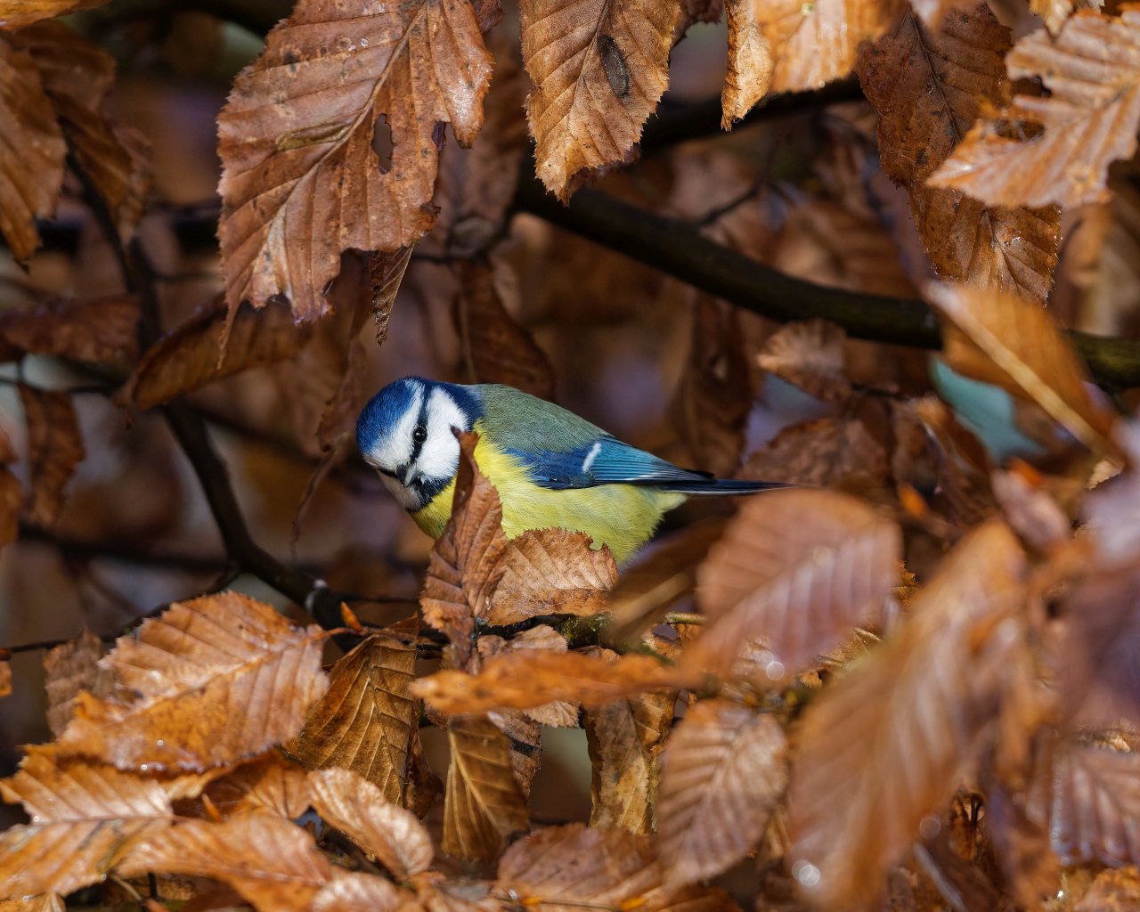 Serie "Braune Blätter" Blaumeise