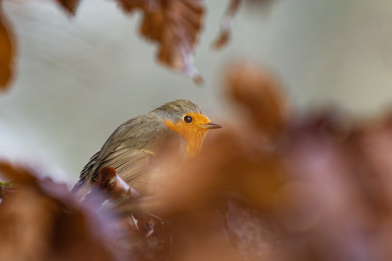 Serie "Braune Blätter" Rotkehlchen