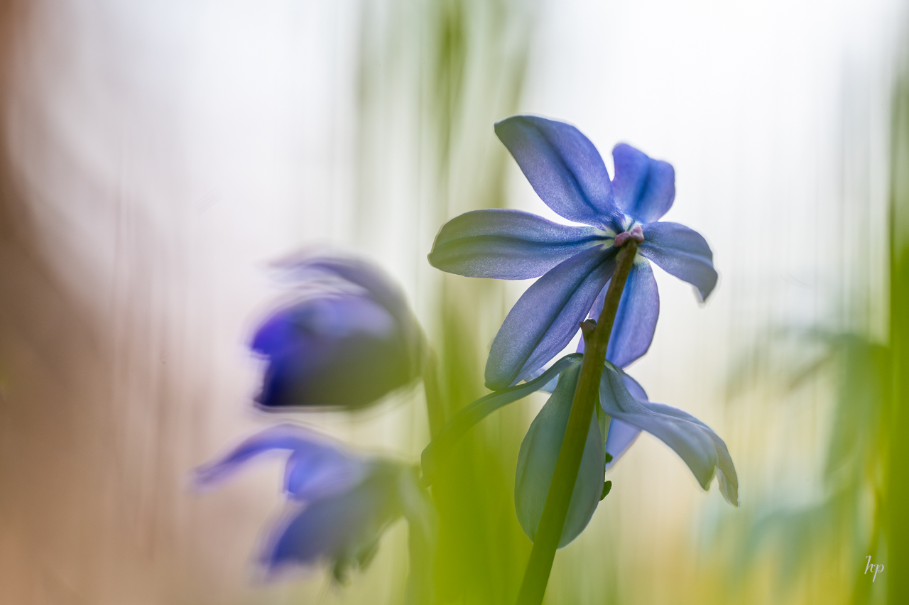 Sibirisches Blausternchen