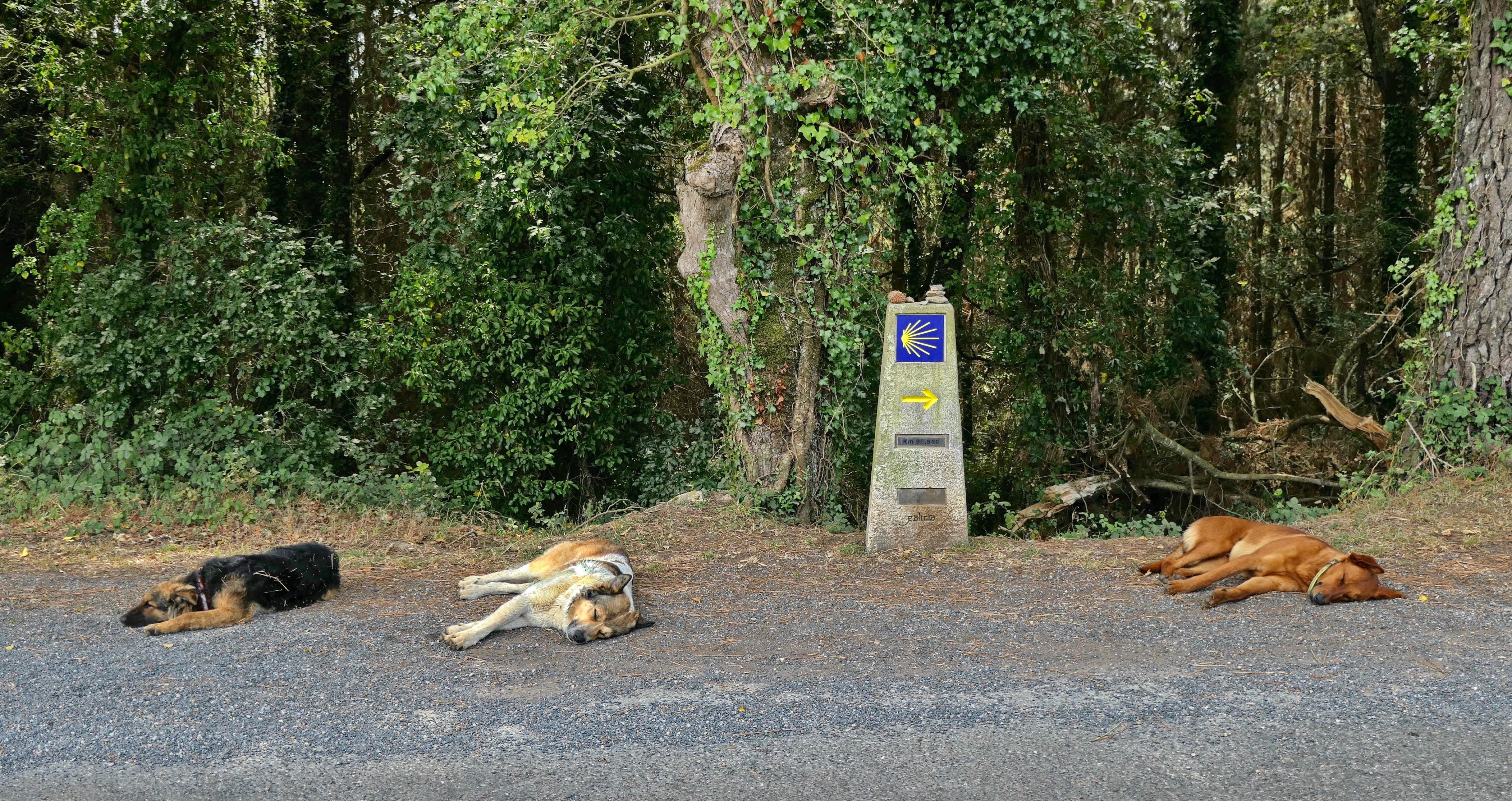 Siesta