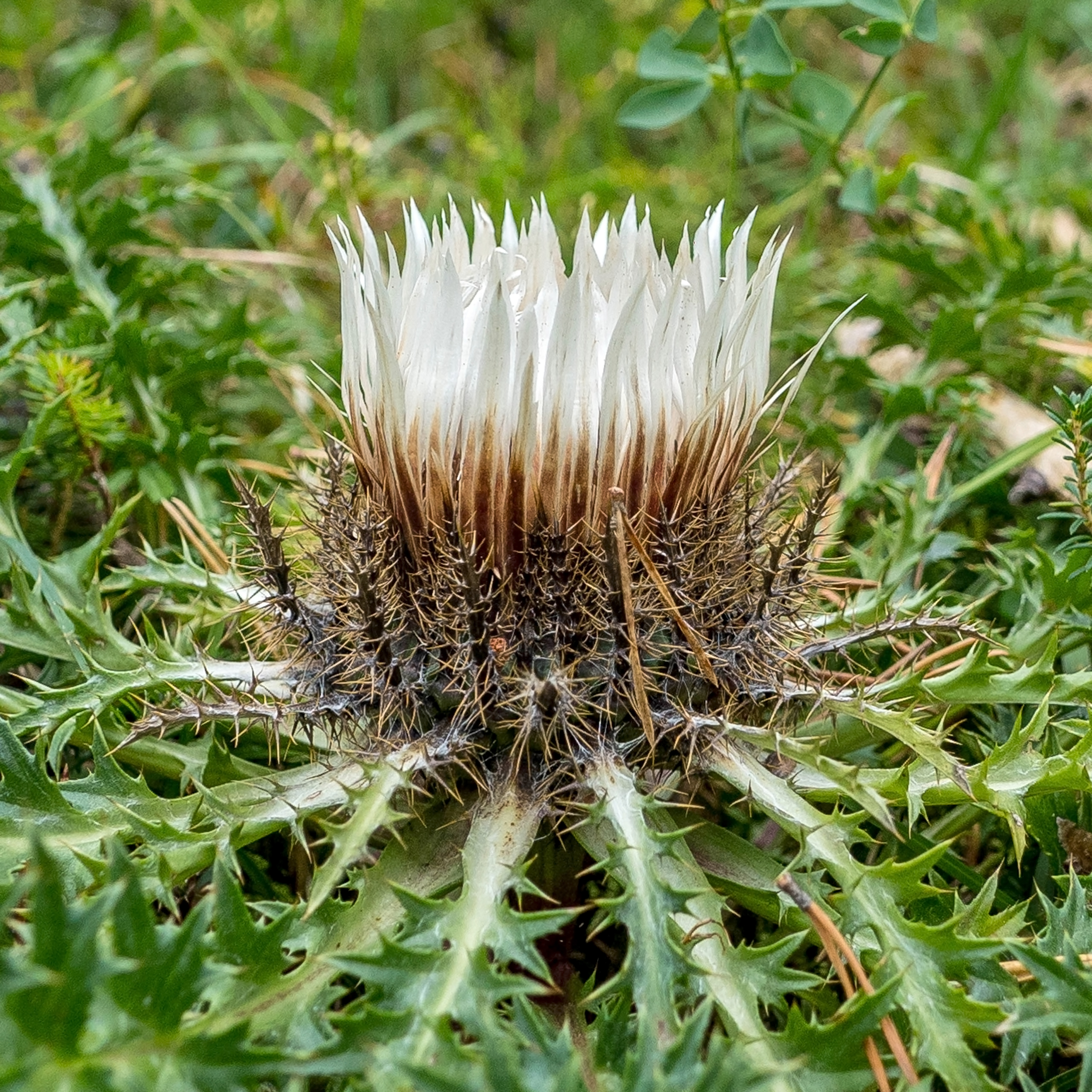 Silberdistel