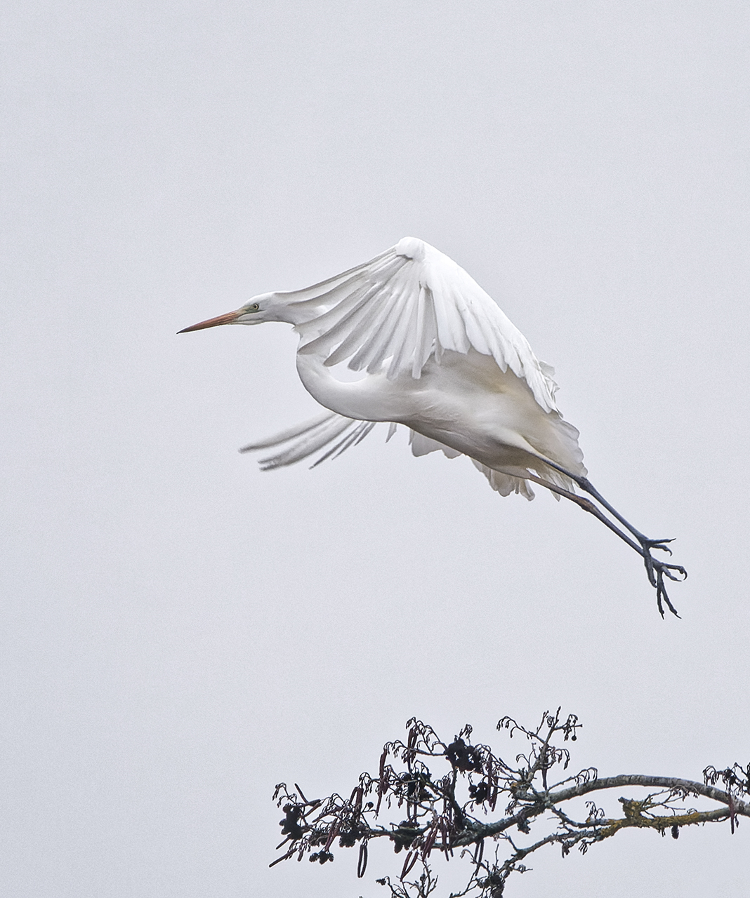 Silberreiher im Abflug.jpg