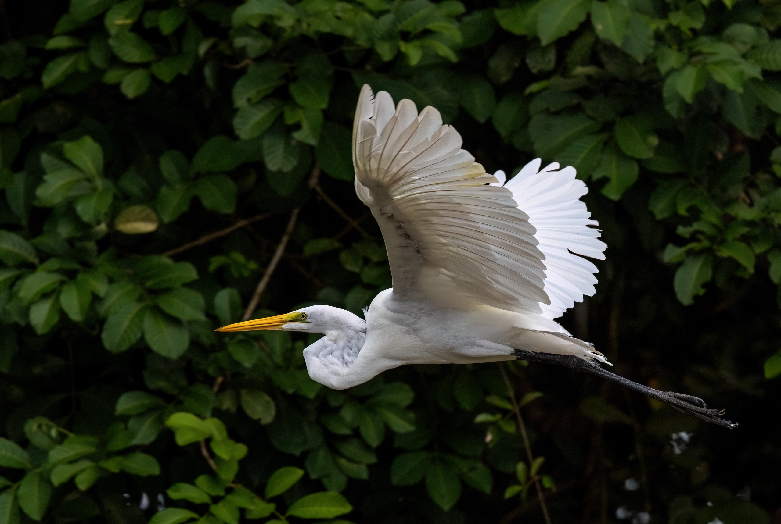 Silberreiher im Flug