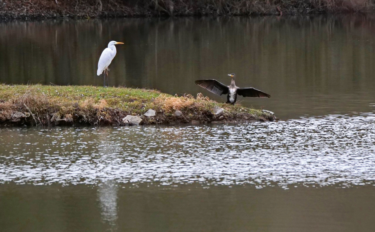 Silberreiher trifft Kormoran