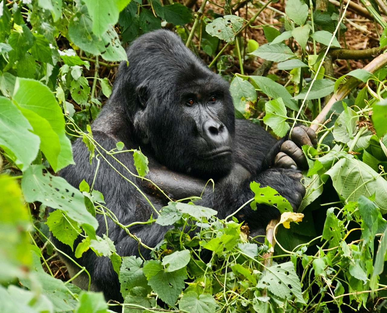 Silverback, Wildlife