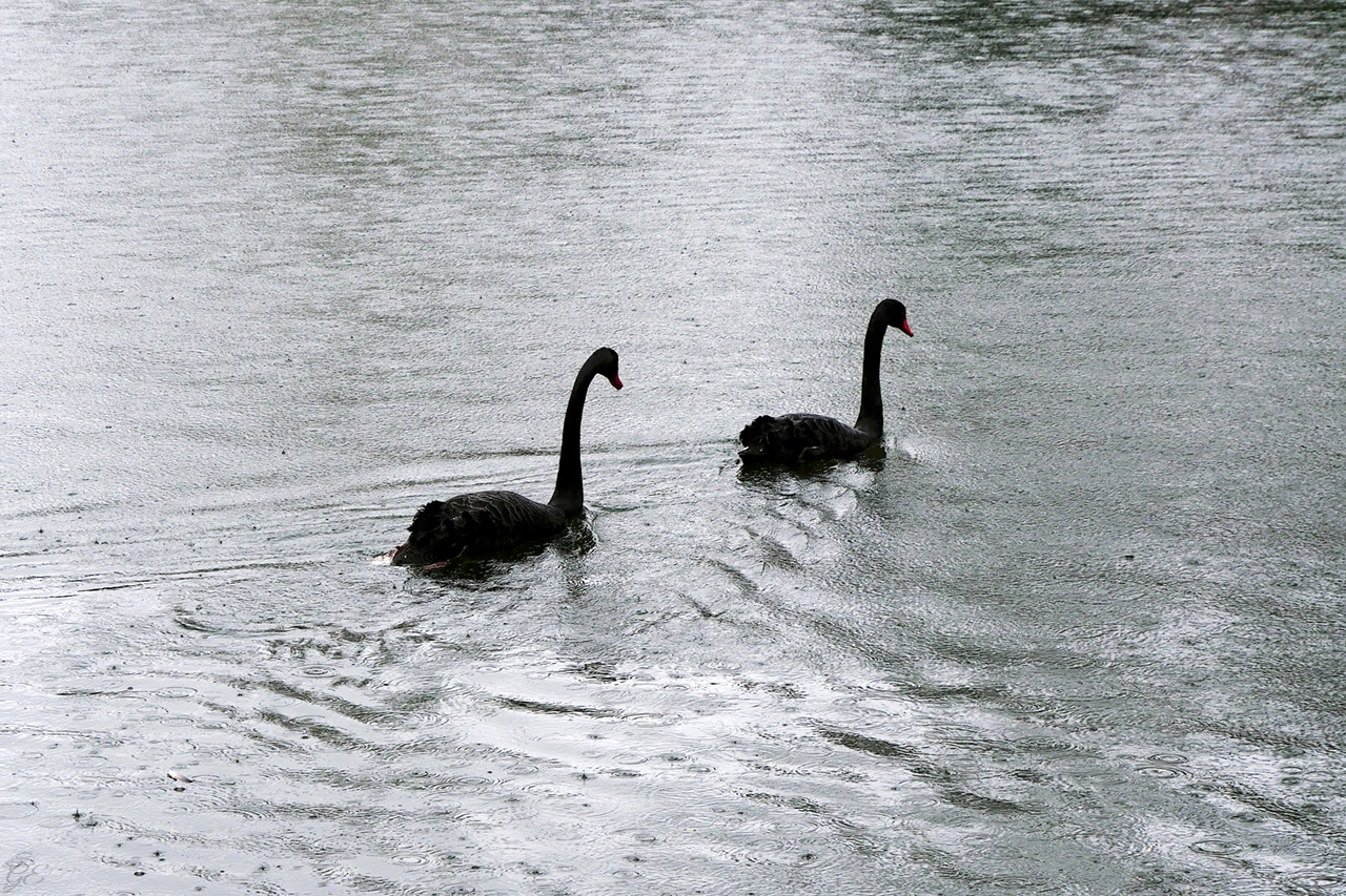 Singin' in the Rain