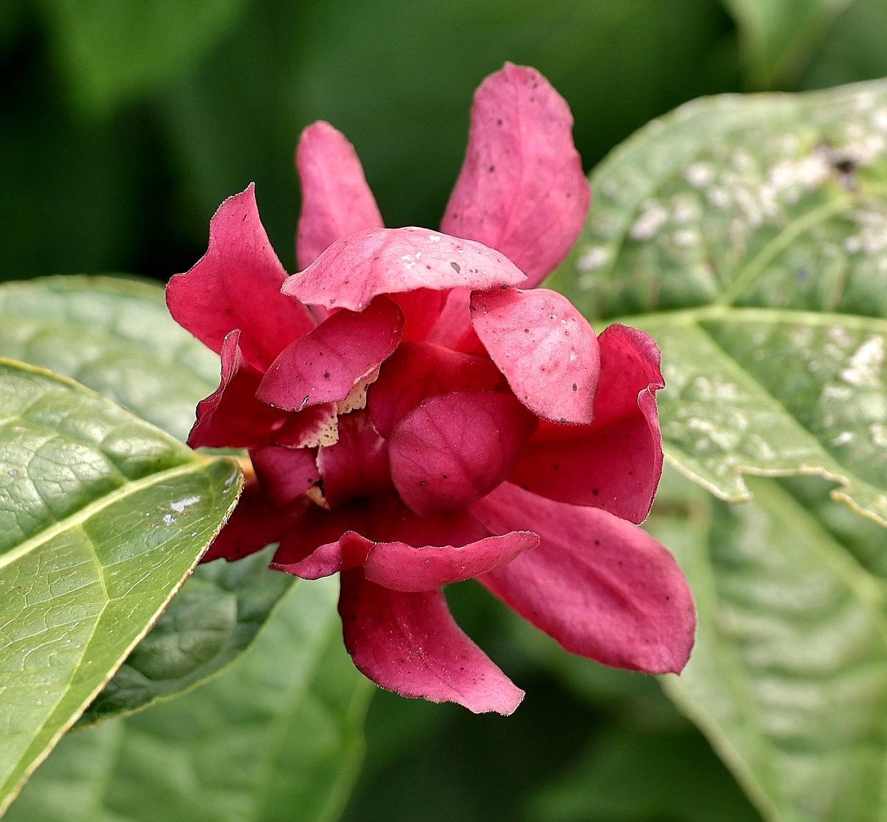 Sinocalycanthus raulstonii