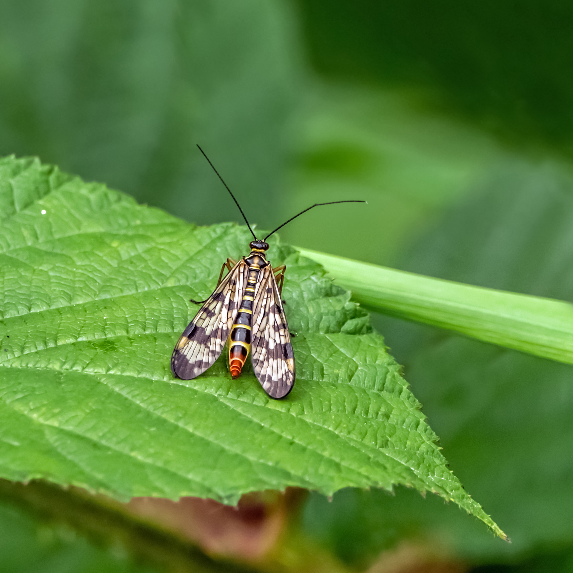 Skorpionfliege