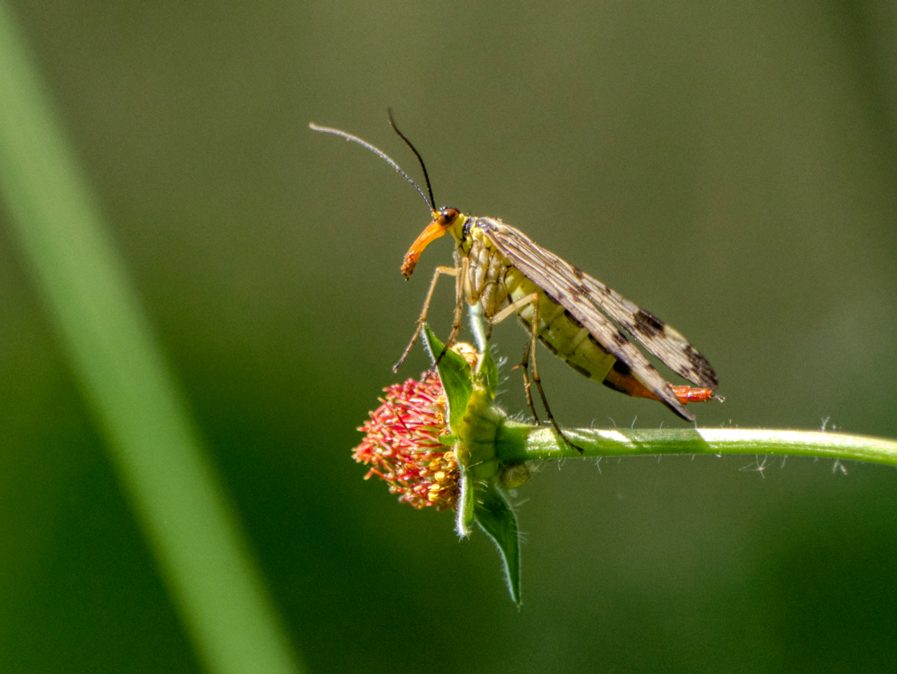 Skorpionsfliege (weiblich)