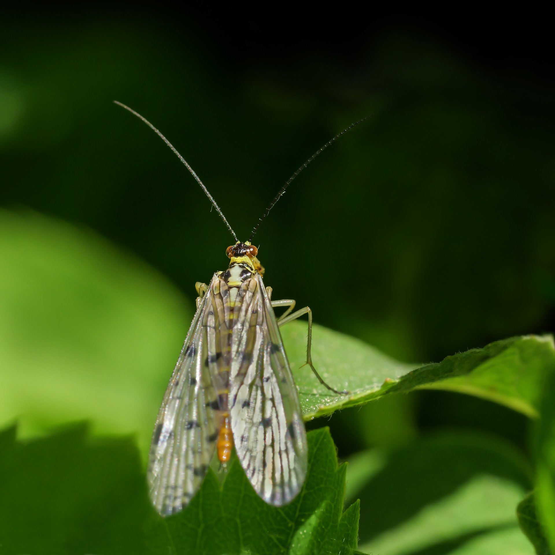 Skorpionsfliege