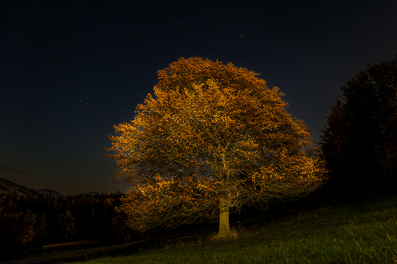 Solitär bei Nacht