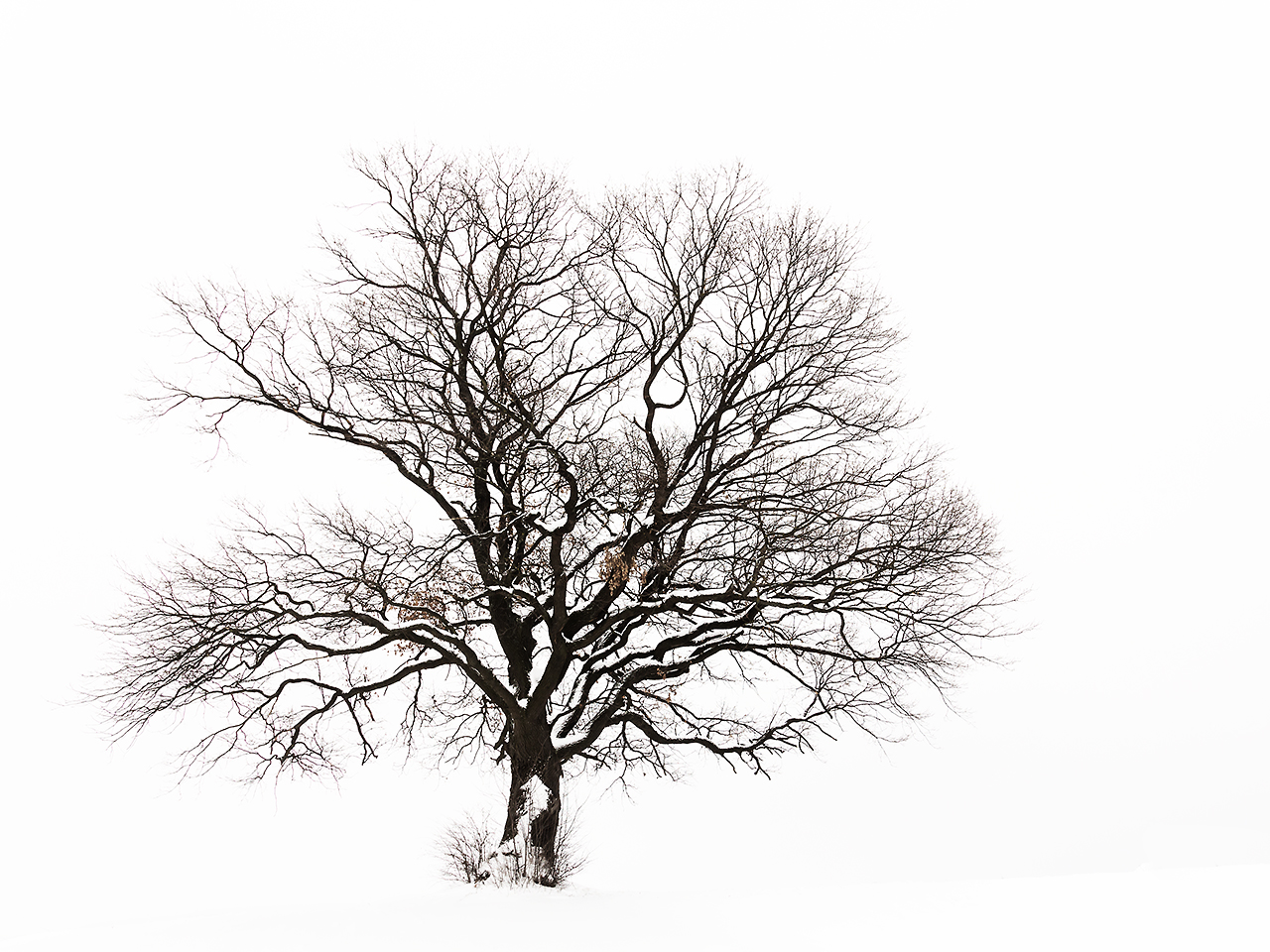 Solitär im Winter